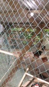 【Complimentary Traction Rope】20M/50M/100M 1inch/1.25inch Chicken Net Fence Net Free Range Chicken Net for Poultry Outdoor Fishing