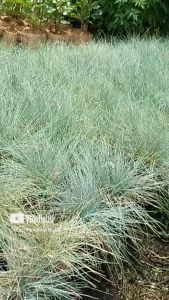 Tanaman Hias Rumput Biru Festuca Glauca Blue Fescue