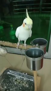 ส่งเร็ว โซ่นกแก้ว โซ่คล้องขานก โลหะโซ่ โซ่สำหรับนกแก้ว โซ่สำหรับยืนบนคอน ความยาวประมาณ 80cm