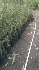 ต้นไผ่บงหวานเพชรน้ำผึ้ง เบอร์9  แพ๊ค2ถุง260บาท พร้อมปลูก