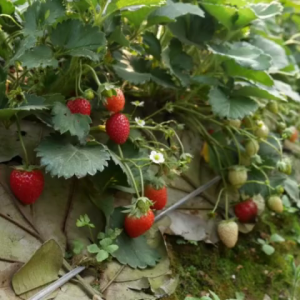 pupuk booster strawberry 100ml - mempercepat pertumbuhan - meningkatkan kualitas & kuantitas