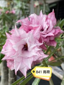 Adenium Obesum Bonsai ID 841 雨荷 富贵花