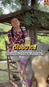 สัตว์กินหญ้ากินฟางได้มากขึ้น ลดต้นทุนเพิ่มน้ำหนัก ปรับสมดุลของฮอร์โมน ฟาสท์พลัสไคโตซาน ฝาทอง6ขวด วิตามินสัตว์สูตรรวมแร่ธาตุ อาหารเสริมบำรุงสัตว์เลี้ยง