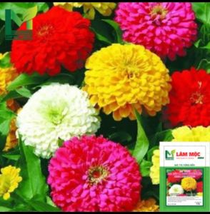 hạt giống   hoa cúc lá nhám nhiều màu  ( lâm mộc ) 👉 gói 05g