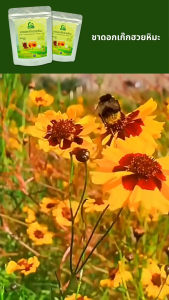 ชาดอกเก๊กฮวยหิมะ ตราไร่กฤติยา (Snow Chrysanthemum Flower Tea)