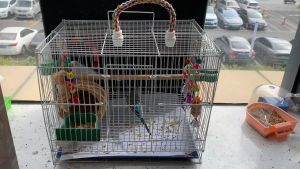 กรงนกแก้ว กรงนก กรงกระรอก กรงชูการ์ กรงกระต่าย กรงนกเหลี่ยม แขวนได้ จัดส่งสุ่มสี