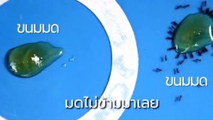 น้ำยาเติมแผ่นกันมด แผ่นรองกันมด Antguard กันมดขึ้นอาหาร ปลอดภัย ไม่มีสารเคมี สำหรับเก็บน้ำยา 250ml