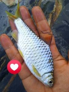 ikan sia / Masai  silver black lace hidup size 5 -+ inch 2 pacs per packagep