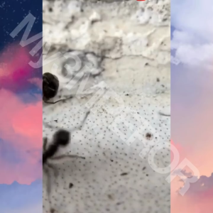 CO APEXEL 5 in 1 Lensa Kamera CPL Fisheye Macro Telephoto Wide Angle - APL