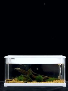 Acrylic Original Ecological Small Fish Tank ｛Whit Light｝亚克力原生态溪流小鱼缸（READY STOCK)