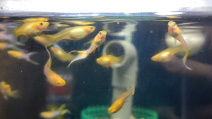 🐟Ajelis Guppy🐟 Japan Blue Double Sword Guppy 日本蓝双剑孔雀鱼 - Aquarium Ornamental Fish Tuxedo Guppy Ikan Hiasan 孔雀鱼 特殊尾巴 剑尾