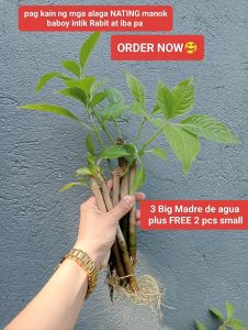 MADRE DE AGUA PLANT CUTTINGS AND ROOTED SEEDLINGS MAY UGAT NA KAYA SURE NA BUHAY ORDER NOW