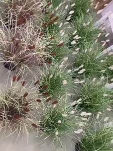 LIANYOU | Luxury Atmosphere Decorative High-end Faux Greenery  Rabbits Tail Grass