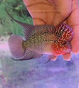 NEW 3.5~4inch VIP  RED  BIG KOK  FLOWER HORN NICE FISH..BIG KOK ..pearl cross head...COLOUR RED..big kok..3吋多4吋精选鸿运超级红大水头罗汉靓鱼..头型超大..珠纹美美..美..