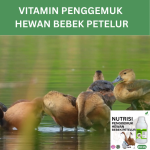 Vitamin Penggemuk Bebek Petelur Alami 250ml Nafsu Makan Naik Bobot Cepat Bertambah Hasil maksimal