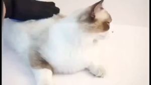 Sarung Tangan Grooming Bulu: Alat Perawatan Hewan Peliharaan