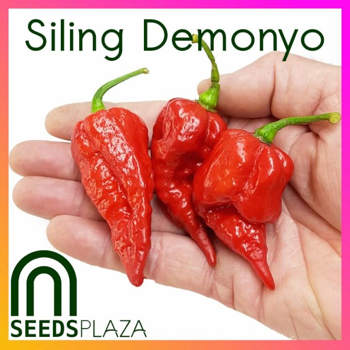 SeedsPLAZA™ - Siling Demonyo Naga Viper (5 Seeds) for Planting Vegetable Plants + Planting Instructions for Carolina Reaper Hybrid Plant Variety Seed on Sale - Gusto ko rin yan - Lazada