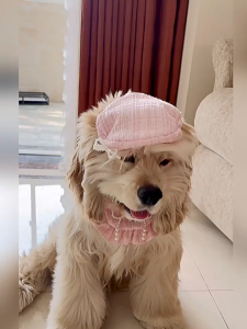 PE-1332 เอี๊ยมและหมวกสัตว์เลี้ยง สุนัข หมา แมว ผ้ากันเปื้อนสัตว์เลี้ยง คุณหนู น่ารัก พร้อมส่ง￼