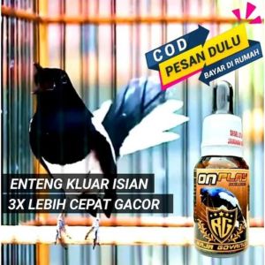 Penggacor Kacer Super Gacor Door Kacer Juara Gantangan