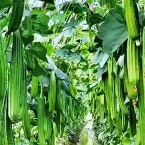 35 เมล็ดเมล็ดพันธุ์บวบเหลี่ยม บวบเหลี่ยม ต้นแข็งแรง ทนทานโรค ติดผลดก ผลยาวตรง ผลสีเขียวยาว 45-50 ซม. ปลูกตลอดปี ติดผลดก ระยะเก็บ 42 วัน