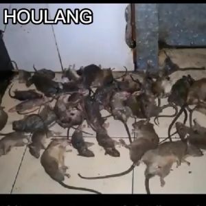 Dont die in the room Rat killer poison Rat lure that mice like to eat Pellet ​300g trap Rat Repellant for Home Rat Poison Lason sa Daga Rat Killer for Home Rat Poison Killer Mouse Repellent Mouse Killer Lason sa Daga sa Bahay Pamatay pest control