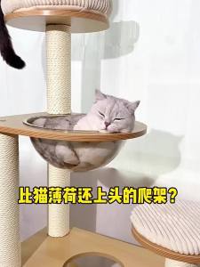 Cat Scratch Post Cat Tree Tower Cat Condo Cat Climbing Cat Tree Tower Cat Tree Tower Scratch Post Modern Style Wooden Integrated Large Cat Supplies Scratching Pole Cat Toy