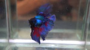 Halfmoon Crowntail Delta Double tail Betta Fish / Ikan Laga HM Halfmoon Assorted / Random Pick/ Ask if Need Special Pick