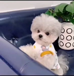 【READY-STOCK】Pet Cute Design Shirt Dog Clothes Pet Clothing Cat Clothes Baju Kucing 狗狗可爱打底衫 老鼠造型 可爱狗狗衣服 宠物服装 可爱猫咪衣服