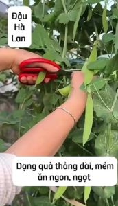 Hạt giống đậu hà lan siêu quả Tỷ lệ nảy mầm >90% Độ thuần >99% Xuất xứ Việt nam