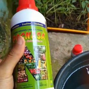 Pupuk Booster Buah Leci / Pupuk Pelebat Buah Leci / Booster Tanaman Leci / Obat Pelebat Buah Leci