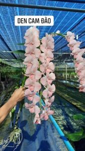 HOA LAN DENRO MÔI SON