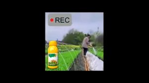 Effective corn-field herbicide Chemical Weeds and grass killer glyphosate herbicide no harm to the seedlings