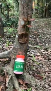 Keo liền sẹo nhanh cho cây trồng LS-50 100g. Kéo nhựa nhanh ngăn nấm bệnh thối nhũn vết cắt