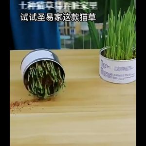 Cat Wheat Grass Pet Grass Biji Benih Rumput Kucing Healthy Cat Food Hairball Solution 猫草 化毛