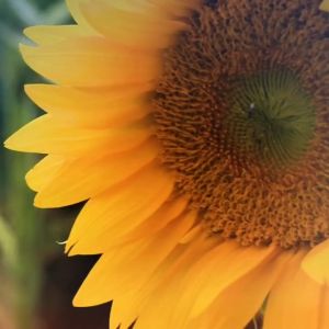 Hạt Giống Hoa Hướng Dương Thu Hạt - 30 hạt/gói