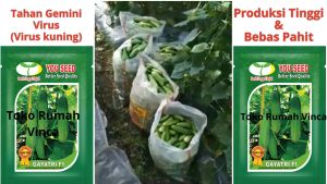 Benih Bibit Timun Lalap Tahan Virus GAYATRI F1 20g 800 butir You Seed