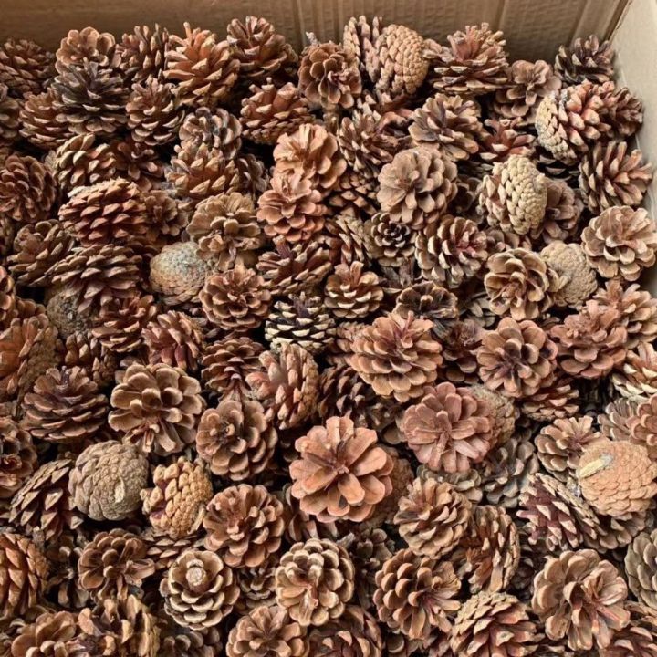 Natural%20Dried%20Pine%20Cone/Pinecone/Nenas%20Batu/%E6%9D%BE%E6%9E%9C/Batu%20Nenas%20-%20Image%202