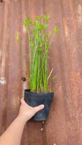 Cây Thủy Trúc Thái - Cây công trình - Chậu nhiều thân!