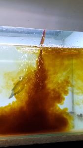 Ekstrak Ketapang Channa Premium: Suplemen Alami Untuk Kesehatan