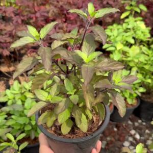 ต้นกะเพราแดง ต้นใหญ่ ส่งพร้อมกระถาง 6 นิ้ว พร้อมปลูกพร้อมรับประทาน กะเพราแดง กะเพรา ผักสวนครัว ผักสวนครัวปลูกง่าย ผักสวนครัวพร้อมปลูก ผักออร์แกนิก