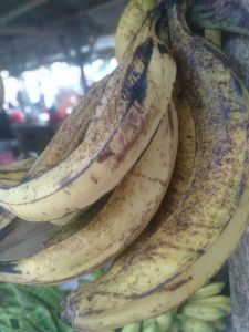 PISANG TANDUK MADU SUPER 1 TANDAN ISI 10 BUAH PICS