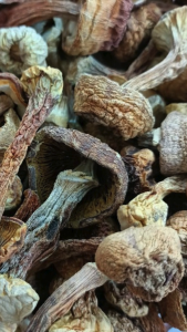 巴西蘑菇 100g 巴西菇 Agaricus Blazei Mushroom Blaze Mushroom Cendawan Agaricus 姬松茸