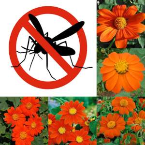 binhi pantanim seeds anti mosquito tithonia outdoor garden plant