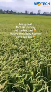 Nano Red 2 Phân bón sinh học cho cây lúa giai đoạn bông kết hạt hộp gồm 3 chai x 50 gram