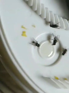 Insect Traps Automatic Fly Trap Perangkap Lalat Electric USB Automatic Flycatcher Fly Trap Pest Control