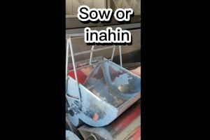 Sow Feeder 1 pc with free 2 pcs galvanize doorlock for pigs  bowl feeder for animals