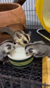 Sugar Glider Petopia Brand Combo Set