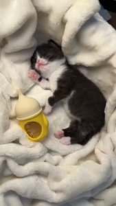 1PC dot kucing bayi baru lahir / Botol Kucing tidak licin dan tahan jatuh Botol Pakan Hewan Peliharaan (Bahan - silikon)