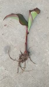 1 nhánh cây dong riềng đỏ giống