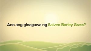 Salveo Barley Grass Capsule (Pure & Organic)